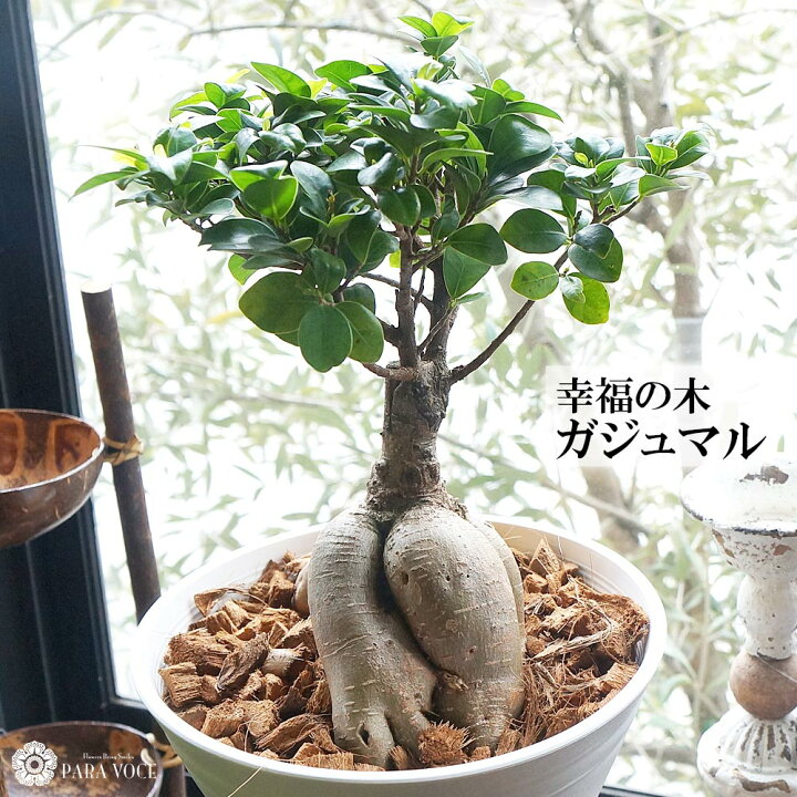 楽天市場】最短翌日お届け 営業日14時〆 誕生日 新築祝い 観葉植物 