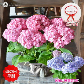 【母の日 超早割 10％OFF】 母の日 ギフト 鉢花 あじさい 紫陽花 (ひな祭りルナ) 5号鉢 鉢カバー付 母の日 アジサイ 母の日 プレゼント 母の日 花 鉢植え ピンク ブルー 花鉢 花ギフト 贈り物 おしゃれ 珍しい ひなまつ お届け日指定OK 送料無料