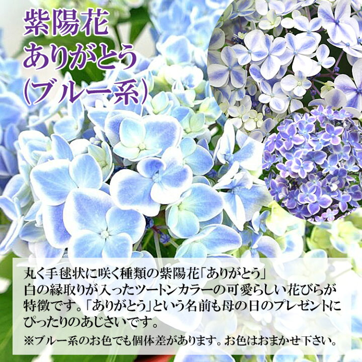 楽天市場 遅れてごめんね 母の日ギフト 順次発送 母の日 選べる あじさい 鉢植え 紫陽花 ありがとう 竜宮 マーブルソーダ 鉢カバー付 母の日 アジサイ 母の日に人気 ギフト 鉢花 花鉢 花ギフト 母の日 プレゼント 贈り物 おしゃれ 希少種 ブルー ピンク 送料無料