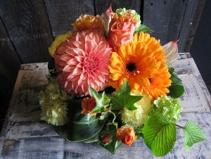 IWit[AWgSTCY+1000~\ZAbv No.S117 a v[g  Mtg j oYj ސEj  AWt[ j LO 蕨 IW  