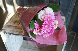 IWit[u[P ԑSTCY No.S66 pX^C a \ LO j ސEj j sN u[P pX^C ͂w 