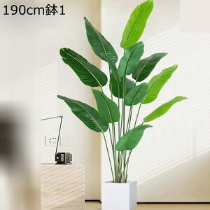 tFCNO[ oii̗t 160cm ^ A lHϗtA CeAO[ ^Ηt ϗtA lHA ϗt { bsv ͂Ȃ tFCNt lH i` 