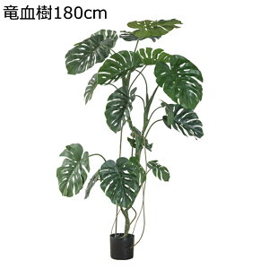 ϗtA Xe 160cm tFCNO[ ^ lH CeAO[ u A lHϗtA ^Ηt ͂ȂO[ ͐A 蕨 ̓ v[g ꂢ X 