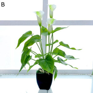 tFCNO[ ϗtA lHϗtA tFCNϗtA  lHϗtA CeA  O C G} sv ͂Ȃ ͐A {  ֐  v