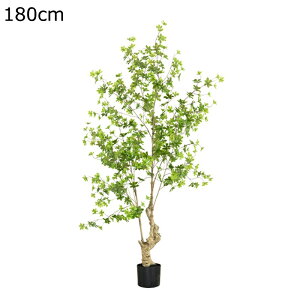 tFCNO[  Mъϗt ^ A lHϗtA 180cm v~A G} CeAO[ ϗtA ϗt tFCNc[ { bsv ͂ȂO[ k