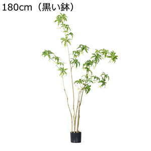 tFCNO[ KW} 180cm 160cm ^ϗtA lHϗtA tFCNϗtA lHϗtA CeA  O sv ͂Ȃ ͐A C Q쏜sv 傫 A