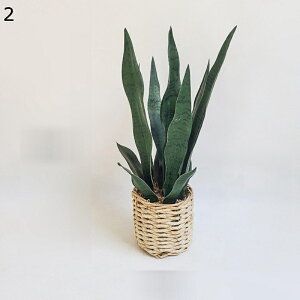 tFCNO[ eL[ A 44cm A K[fCT[g |JSt lHϗtA ΂̃eL[̒ ϗtA lHA ϗt A̒u K[fAGXe i