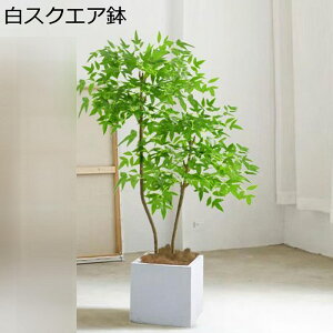 ϗtA 180cm tFCNO[ ie 傫 lH u^ ~`t ͂ȂO[ A tFCNt lHϗtA ͐A ԃCeA ͐A  뉀 iX K[f