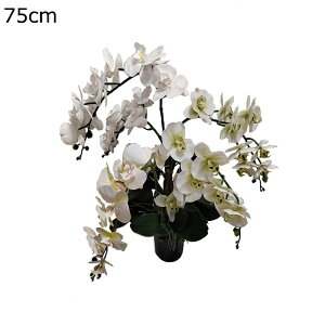 ԑ  Ӓ 75cm 45cm   ԃO[    tFCN  ԕrtu[P tFCNt[ sv  _ k    CeA 