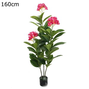 tFCNO[ ԃO[ ԃCeA ^ϗtA  O sv ͂Ȃ ~͐A A lH ϗtA b炸 sv ͋C ItBX z[ fR[