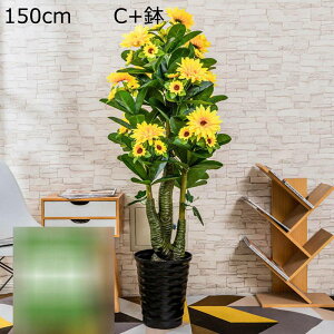 tFCNO[ ԃO[ 155cm o Ђ܂ ԃACr[ 傫 tFCN A CeAO[ ^ { ϗtA ϗt bsv ͂Ȃ f[ K[