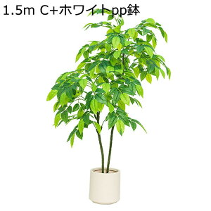 tFCNO[ K̖ ^ϗtA lHϗtA tFCNϗtA CeA  O sv ͂Ȃ ~͐A C Q쏜sv 傫 A ͋C ^ r