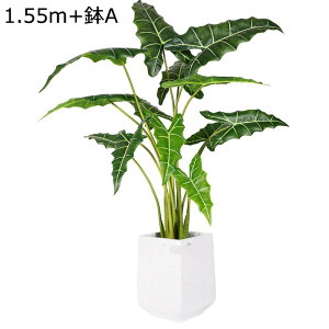 tFCNO[ A NYC t lHϗtA CeAO[ lHt ^Ηt { lHA ϗt ϗtA bsv ͂Ȃ K[f   