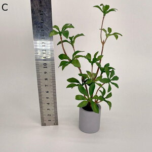 �t�F�C�N�O���[�� ���A�� �����X�e���̗t �����A�� ���񂵂�� �C���e���A�O���[�� �{���������� �l�H�A������ �l�H�t���� �����b�s�v �͂�Ȃ��O���[�� �X ����/���O���� �z�[���K�[�f��