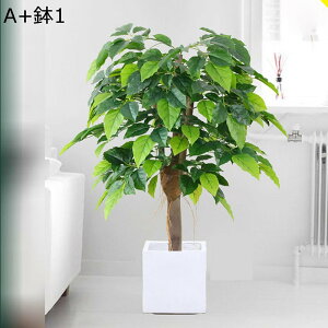 tFCNO[ A  ^ 傫TCY  lHϗtA CeAO[ ^ { ϗtA lHA ϗt sv Q쏜sv X /O 