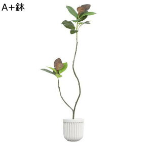 lHϗtA A ^ { KW} GKg Ȗ CeAO[ tFCNO[ ͂ȂO[ bsv lHA ϗt ϗtA ̓ hV̓ 