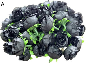 KN o  50 Zbg ԕ ̂  Bep  PF 2F 3F 3cm