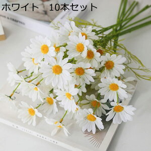  ԑ fCW[ 10{Zbg 50։ K[ff[W[ e lHϗtA ̓Mtg t̏ ͂Ȃ VN  ʐ^Be     j v[g