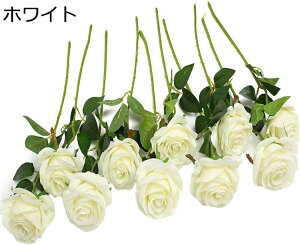  o [Y KN AW 10{ZbgCeA { A ꂢ  t[AW ͂Ȃ  ] ƒ   o^Cf[ v[g v