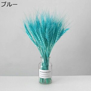 p hCt[ ̕ 50{ vU[uht[ A[gt[ {gt ϋv sv i` o^Cf[ ̓ zj  ItBX p   