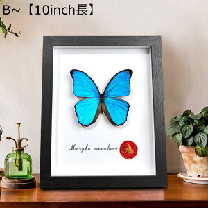 ulysses butterfly tHgt[ ̊z {bNXt[  NAt[ 10C` z KX W{ tBMAP[X  a j ސEj