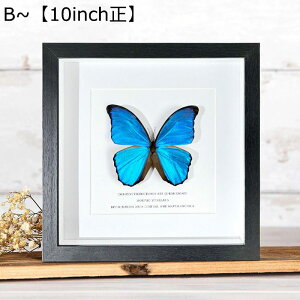 ulysses butterfly tHgt[ ̊z {bNXt[  NAt[ 10C` z KX W{ tBMAP[X  a j ސEj