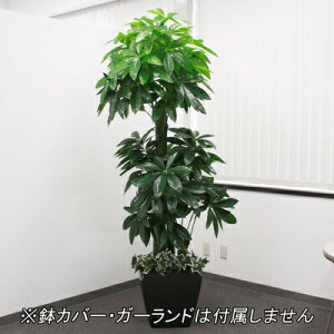 lHϗtA G} pL 205cm y G} tFCNO[ L pL R CeAO[ 傫 z