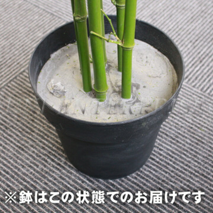楽天市場】人工観葉植物 光触媒 バンブー 竹 210cm ENTERPRISE 店舗 