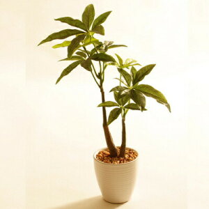観葉植物 パキラ ミニサイズの人気商品 通販 価格比較 価格 Com 観葉植物 パキラ ミニサイズの人気商品 通販 価格比較 価格 Com