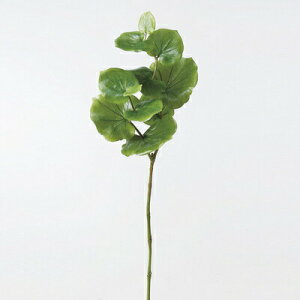 yiz lHϗtA V[O[v 71cm y tFCNO[ CeAO[ z