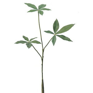観葉植物 パキラ ミニサイズの人気商品 通販 価格比較 価格 Com 観葉植物 パキラ ミニサイズの人気商品 通販 価格比較 価格 Com