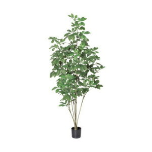 yiz lHϗtA VFt|bg 148cm y CeAO[ tFCNO[ z