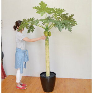 yiz tFCNO[ G} ppC 170cm y L ʎ lHϗtA R CeAO[ z