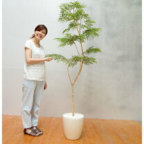 楽天市場】光触媒 観葉植物 エバーフレッシュの通販