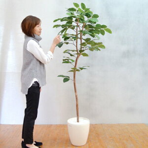 ボダイジュ 観葉植物の人気商品 通販 価格比較 価格 Com