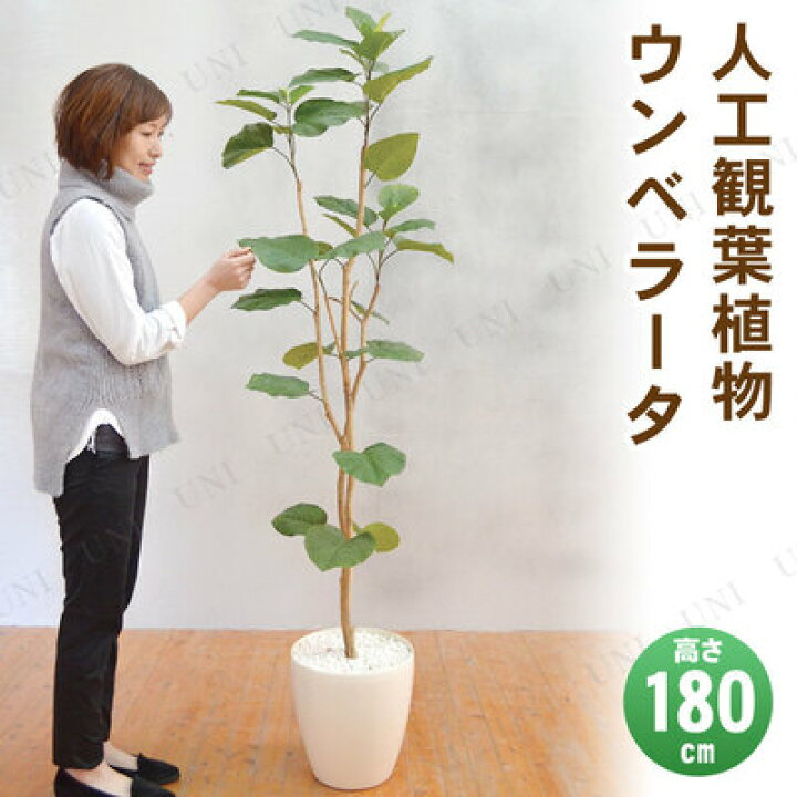 楽天市場】【取寄品】 フェイクグリーン 光触媒 ウンベラータ 180cm  
