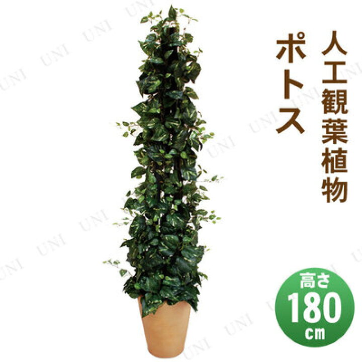 楽天市場】【取寄品】 フェイクグリーン 光触媒 ポトス 180cm 人工観葉 