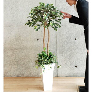 yiz tFCNO[ G} xW~AW 120cm y L lHϗtA R tFCNO [ CeAO[ z