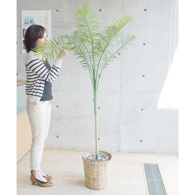 観葉植物 170cmの人気商品・通販・価格比較 - 価格.com