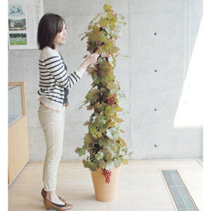 yiz tFCNO[ G} uhE 172cm y lHϗtA R ʎ CeAO[ L z