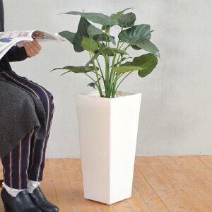 yiz tFCNO[ G} NYC 85cm y CeAO[ TgC R lHϗtA L z