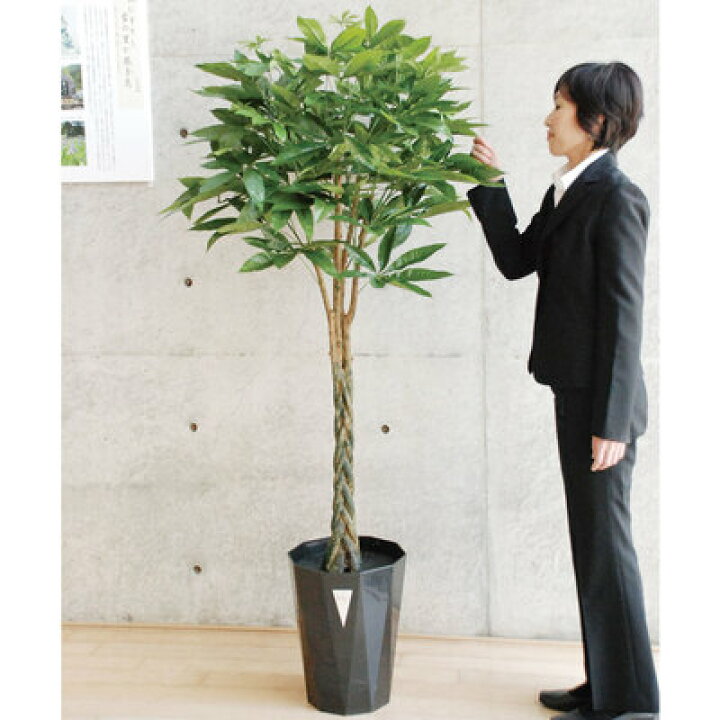 楽天市場】【取寄品】 フェイクグリーン 光触媒 パキラ 170cm 人工観葉 
