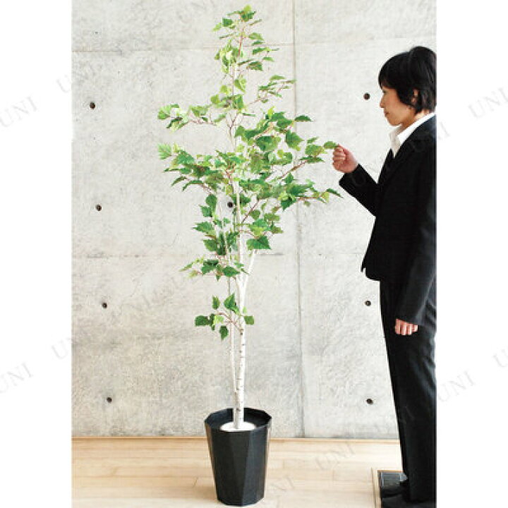 楽天市場】【取寄品】 フェイクグリーン 光触媒 白樺2本立 170cm 
