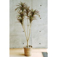 【取寄品】 フェイクグリーン 光触媒 コンシンネ 160cm ドラセナ・コンシンネ 人工観葉植物 151cm~200cm …