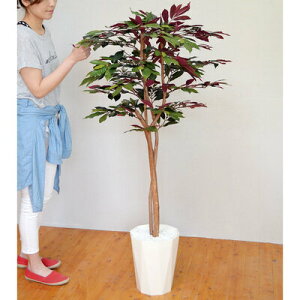 yiz tFCNO[ G} JyVA 140cm y R lHϗtA CeAO[ L z