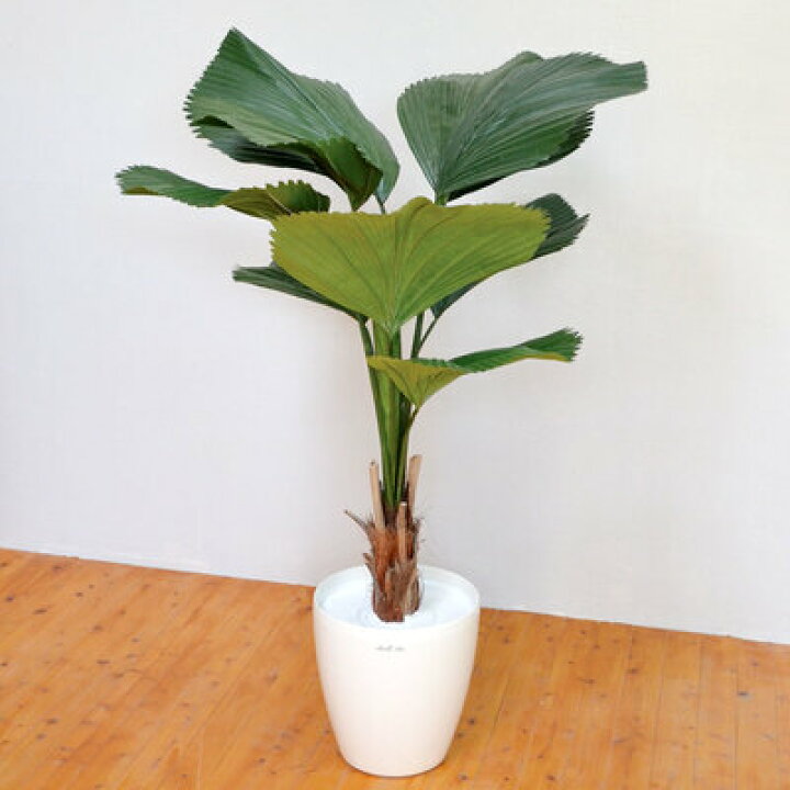 楽天市場 取寄品 フェイクグリーン 光触媒 ウチワヤシ 140cm 抗菌 インテリアグリーン ヤシの木 椰子 人工観葉植物 消臭 パーティワールド