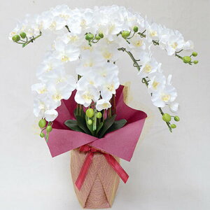 yiz tFCNO[ G} Ӓ7{  85cm y tFCNt[ CeAt[ A[gt[ R`E lHϗtA L  R z