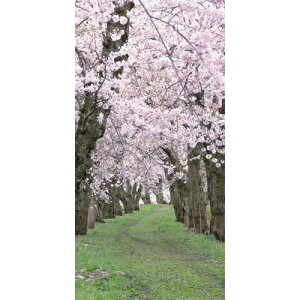 ^yXg[ V (180×90cm) y fR[V  POP t w  Ǌ| Ԍ Xܑi TN fBXvC ̑i z