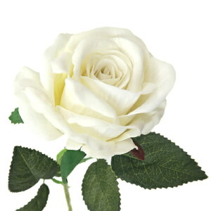 [2_Zbg] 52cmXv[ [Y zCg ԑ}(΂) lHϗtA ֑} y CeAt[  KN Xܑi o fBXvC tFCNt[ fR[V POP 