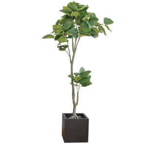 【取寄品】 フェイクグリーン 光触媒 ウンペラータ 220cm 【 人工観葉植物 抗菌 インテリアグリーン 消臭 大きい フィカス ウンベラーター 】